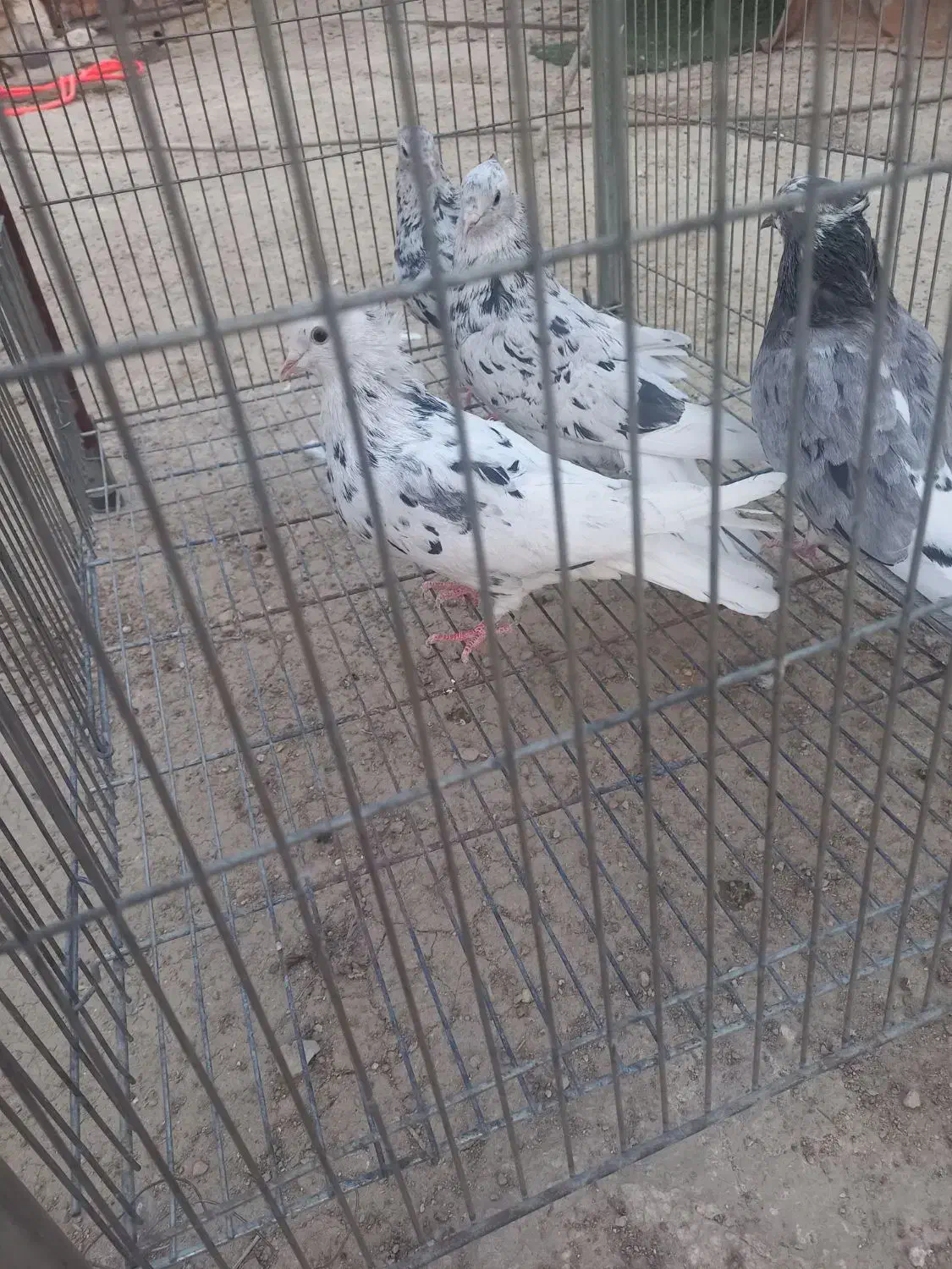 دم سفید|پرنده|مسجد سلیمان, |دیوار