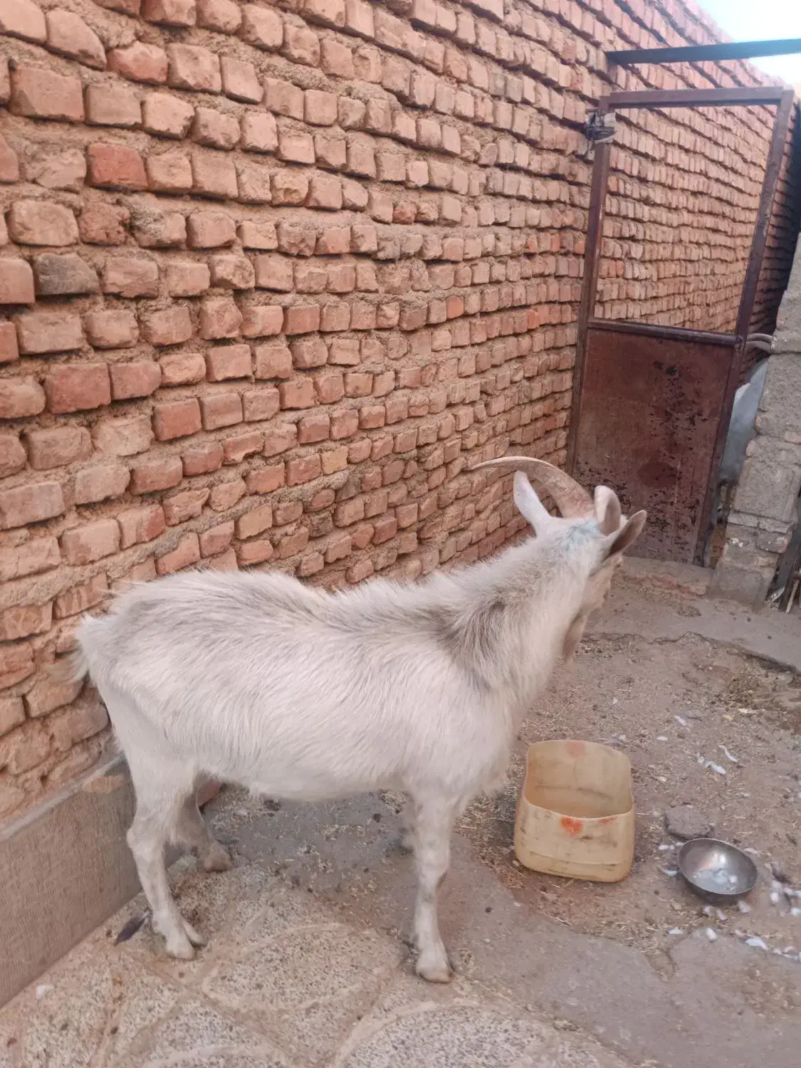 چبش سانن|حیوانات مزرعه|نهبندان, |دیوار