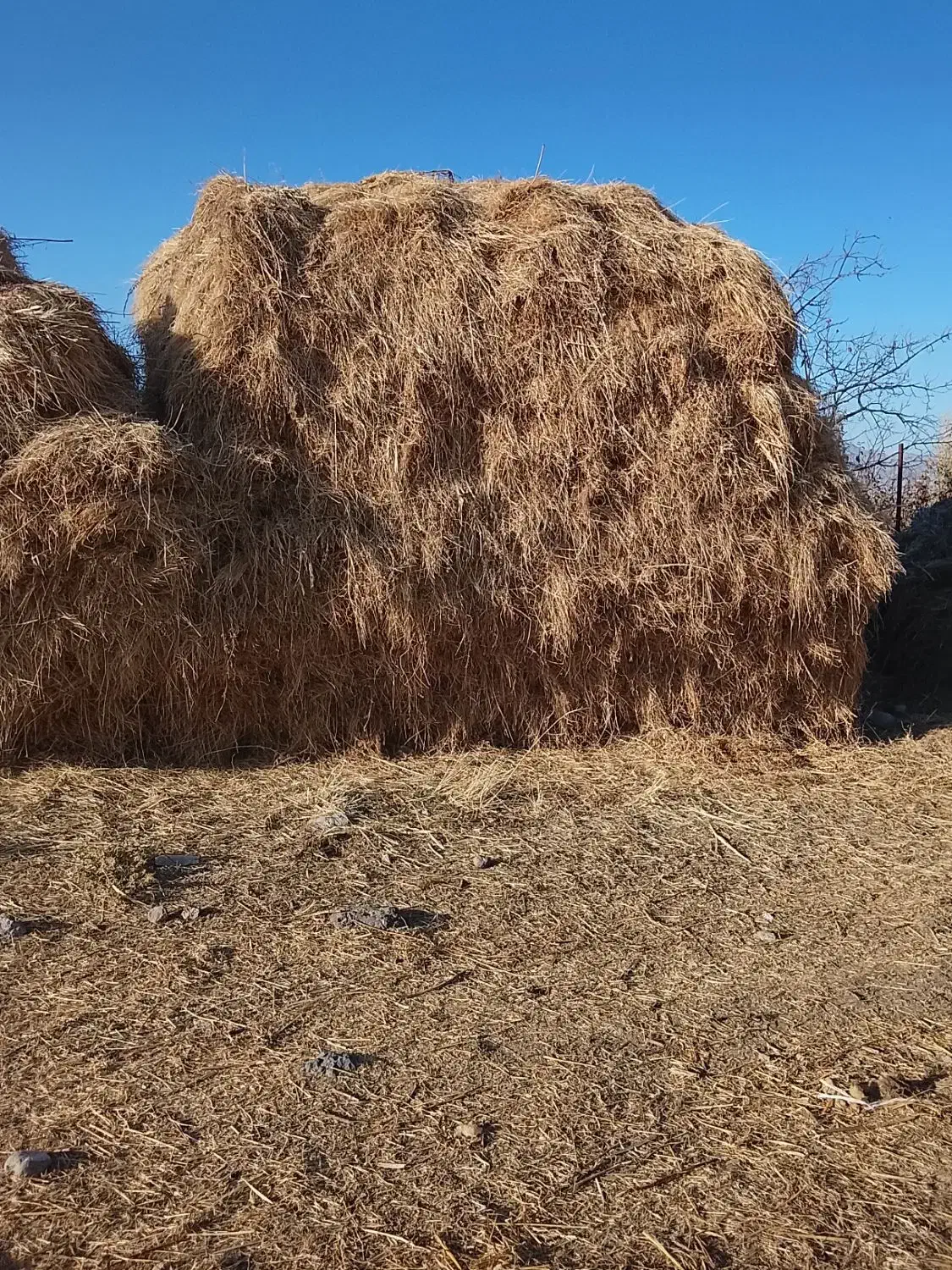 علف و یونجه باغ|خدمات باغبانی و درختکاری|مشگین شهر, |دیوار