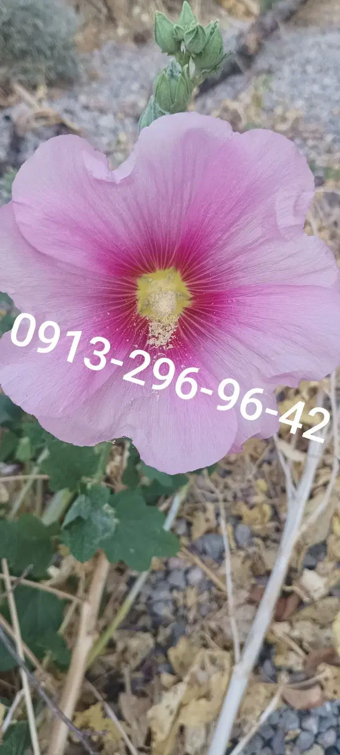 سیم کارت دائمی همراه اول|سیم‌کارت|کرمان, |دیوار