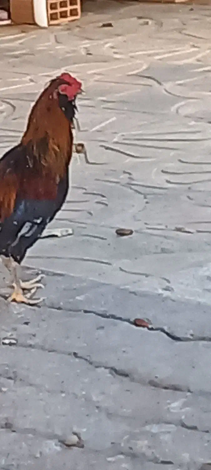 خروس ریشو چهل تاج کردی|حیوانات مزرعه|ایلام, |دیوار