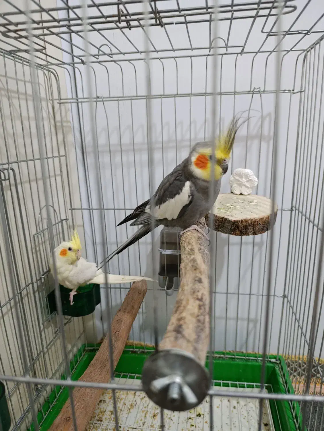 پرنده|پرنده|چهارباغ, |دیوار