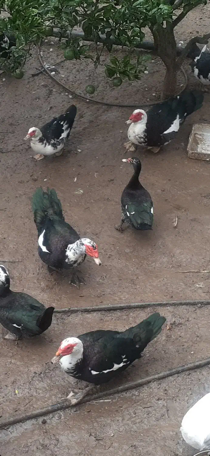 خروس محلی و اردک|حیوانات مزرعه|ساری, |دیوار