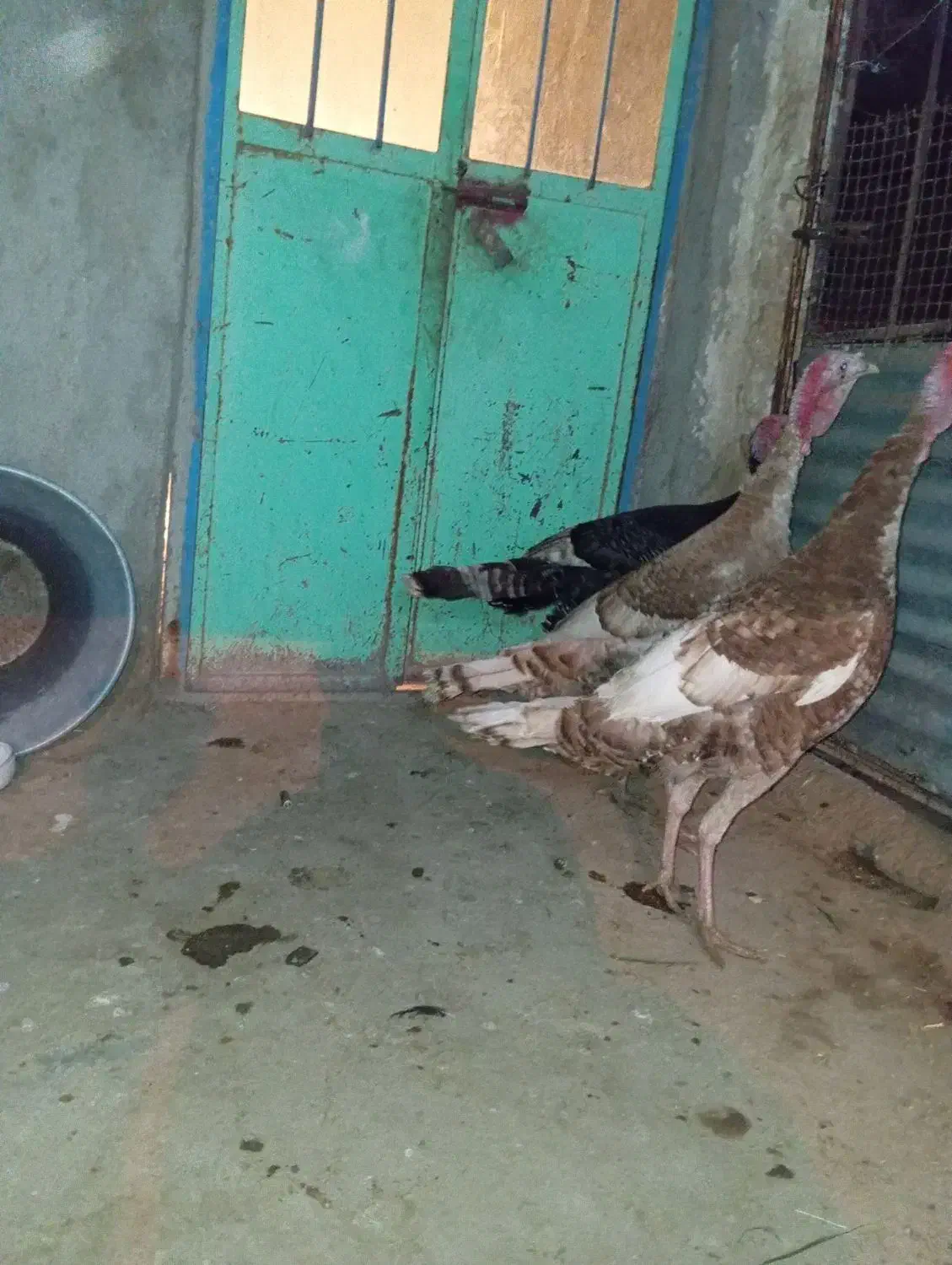 بوقلمون نر|حیوانات مزرعه|هامون, |دیوار