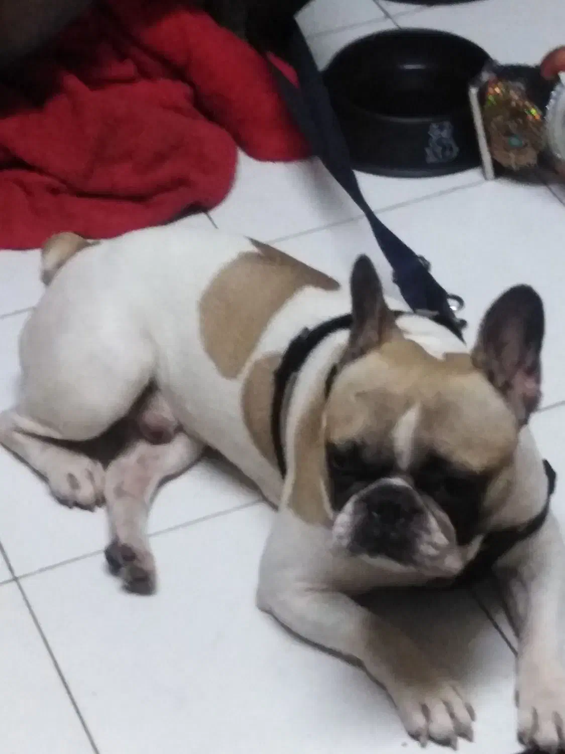 سگ وارداتی اصیل نژاد فرنچ بولداگ|سگ|پردیس, فاز ۵|دیوار