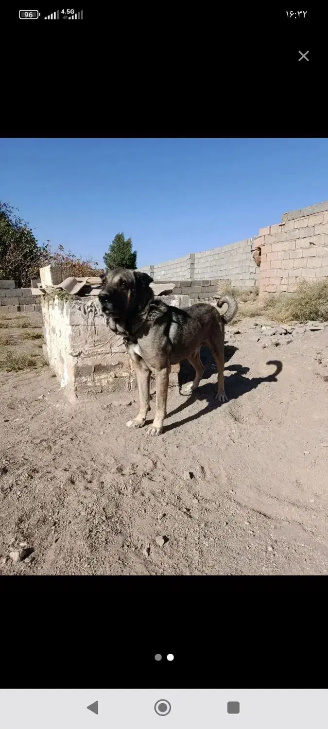 سگ پژدر|سگ|کرمان, |دیوار