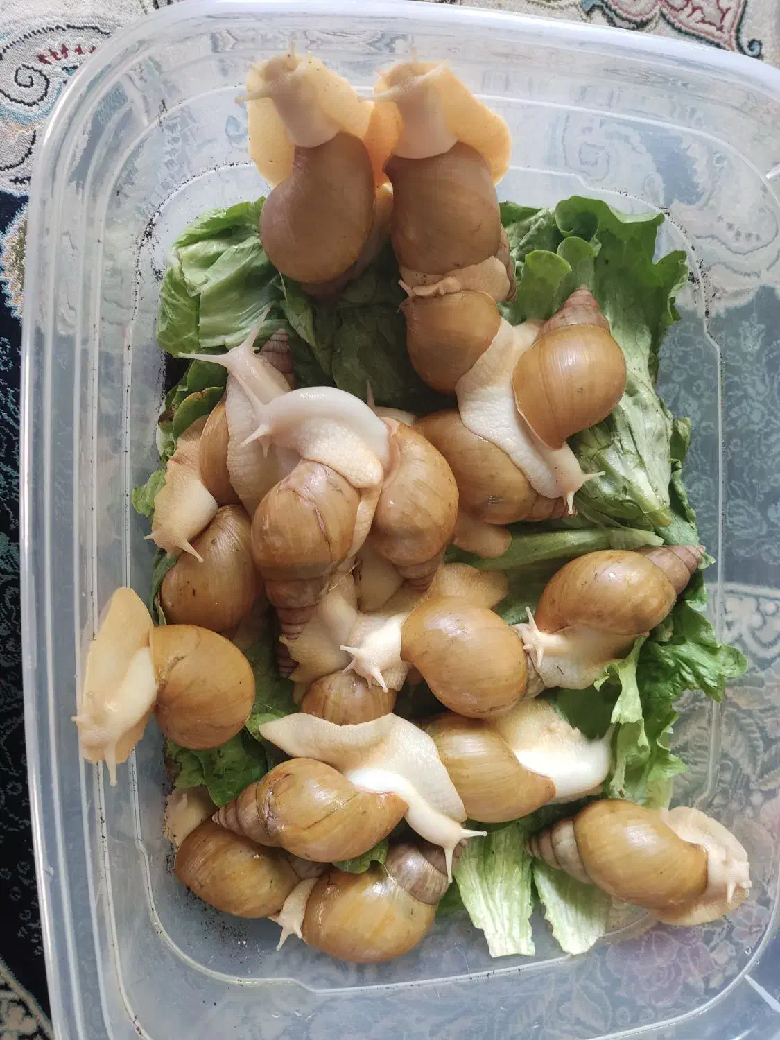 حلزون|خزنده|فلاورجان, |دیوار