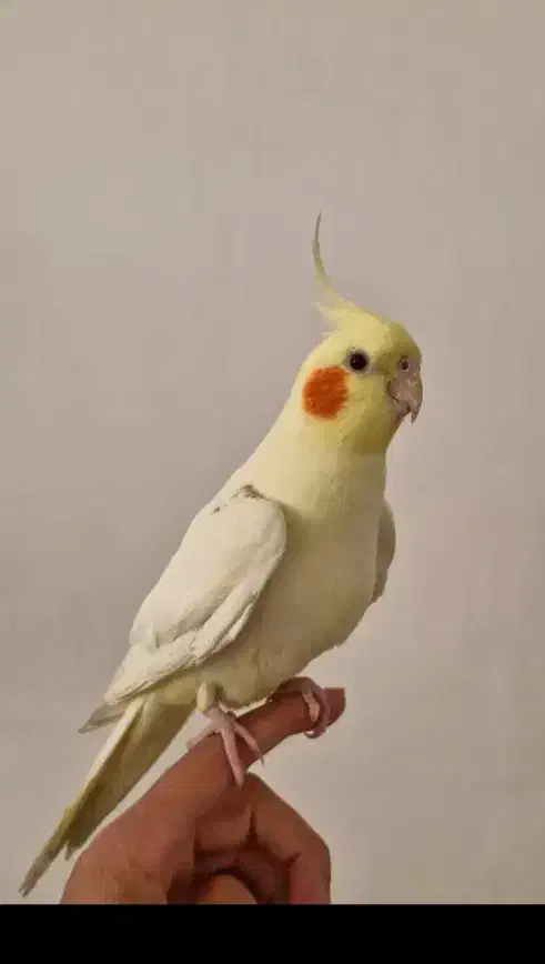 عروس هلندی نر دستی و مست|پرنده|کارون, |دیوار