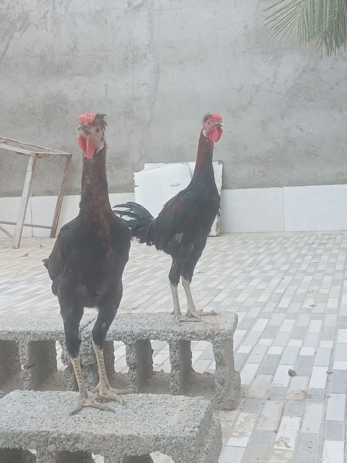 دو عدد خروس|حیوانات مزرعه|سیب و سوران, |دیوار