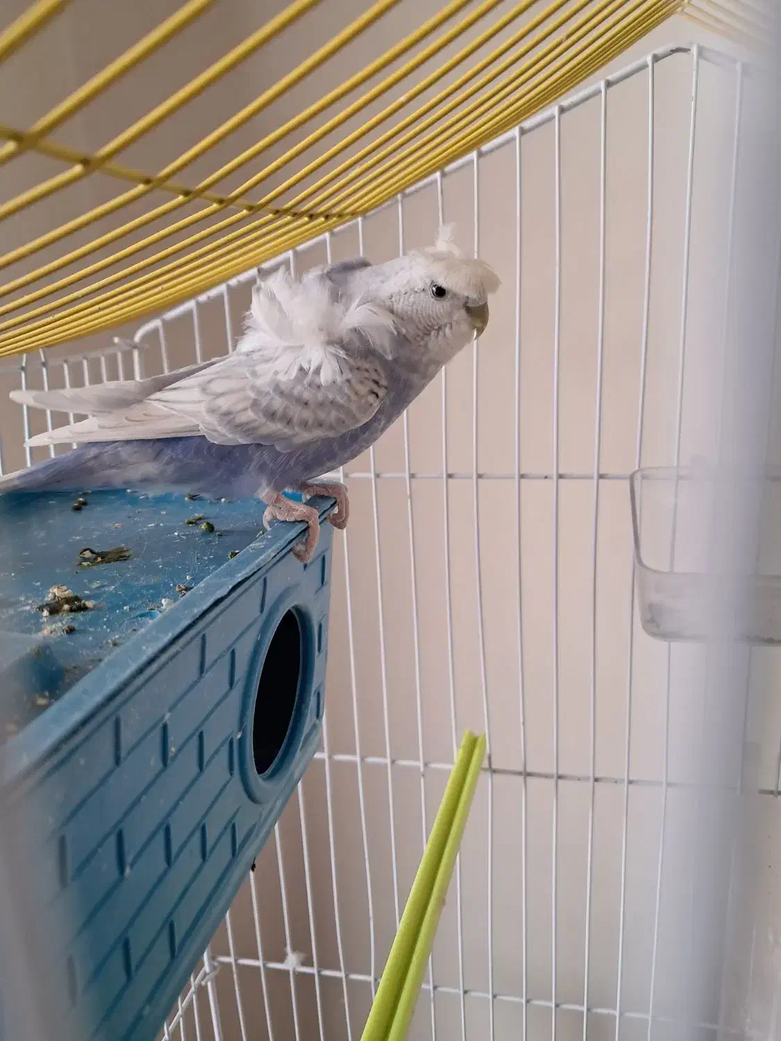 مرغ عشق فر خوش رنگ|پرنده|شهرکرد, |دیوار