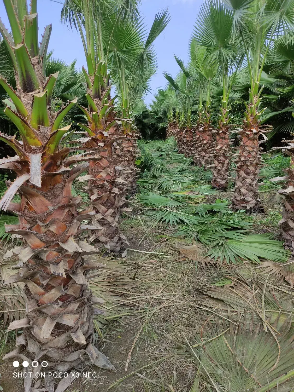 فروش تعداد 500 اصله درخت پالم واشنگتن|خدمات باغبانی و درختکاری|سرخرود, |دیوار