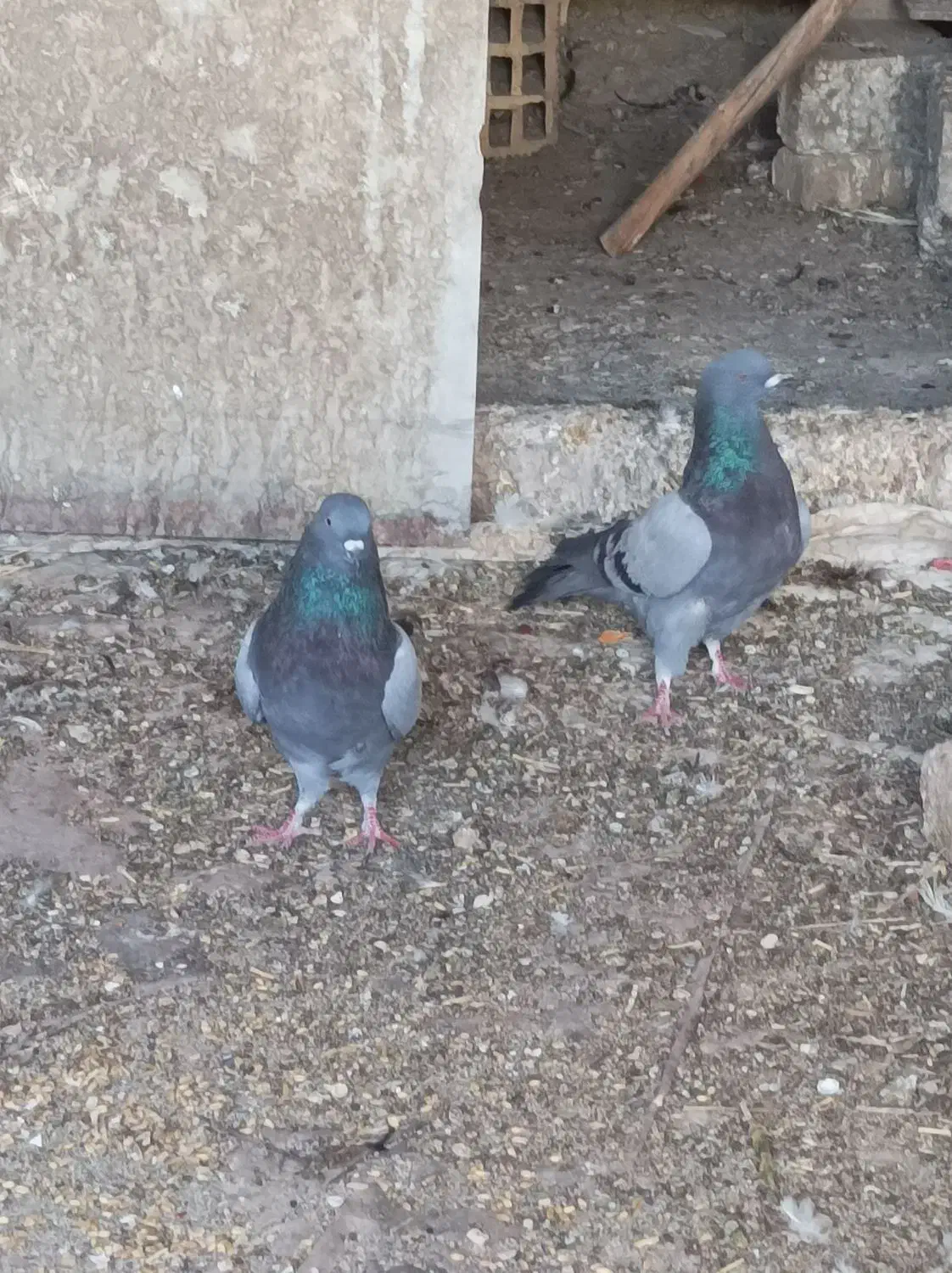 سبز دوخط کفتر پلاکی زره ای پرشی|پرنده|نجف‌آباد, قلعه سفید|دیوار