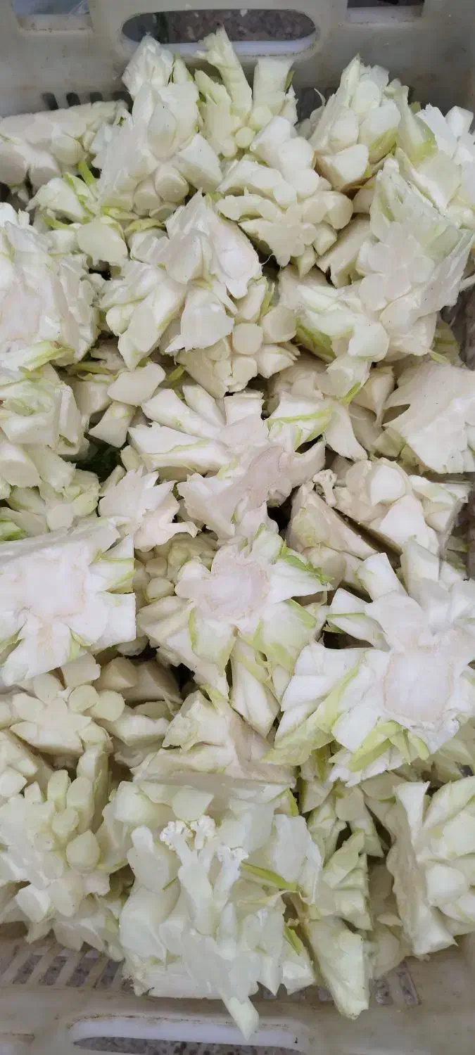 علوفه دام|حیوانات مزرعه|مشهد, فرخد|دیوار