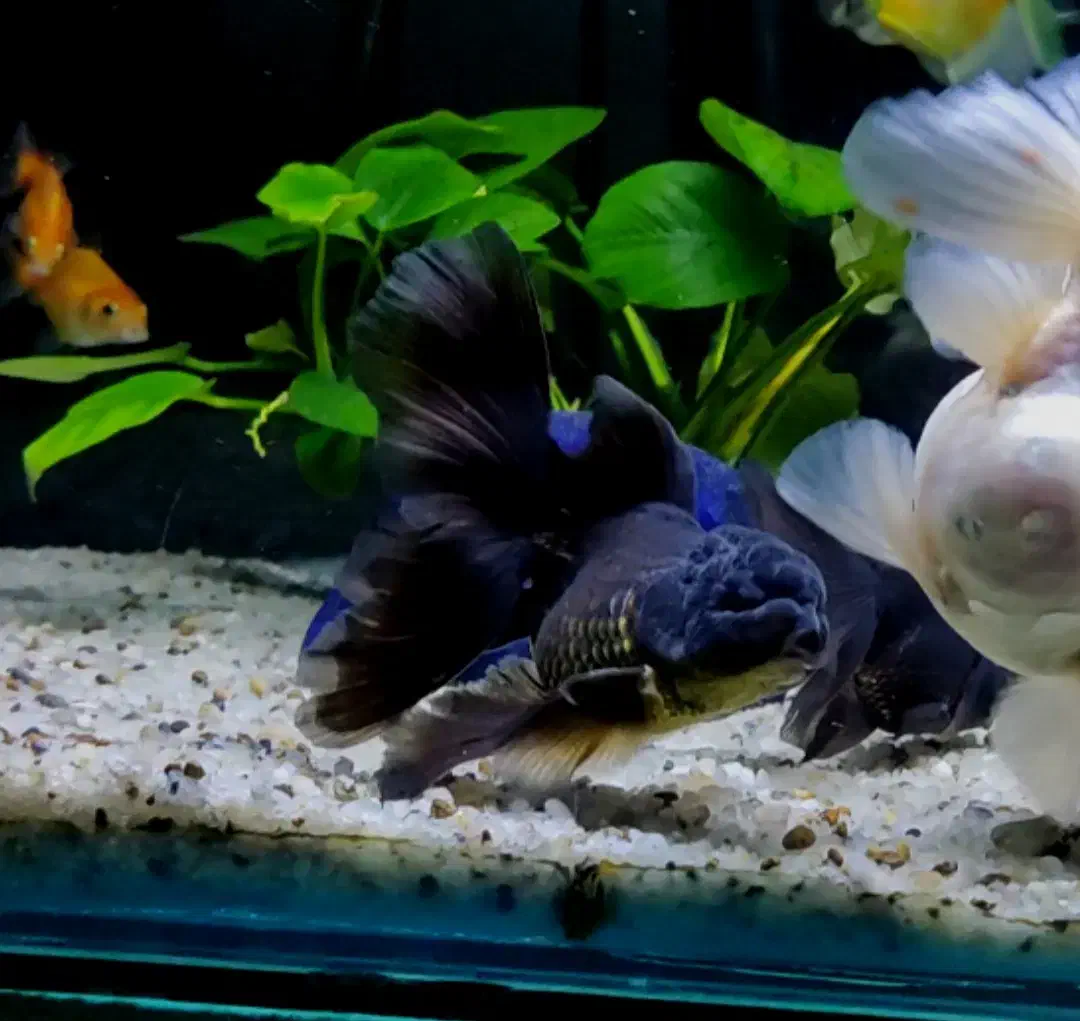 ماهی گلدفیش اُرکید تیل بوفالو گُلد تاپ گرید|ماهی|تهران, نعمتآباد|دیوار