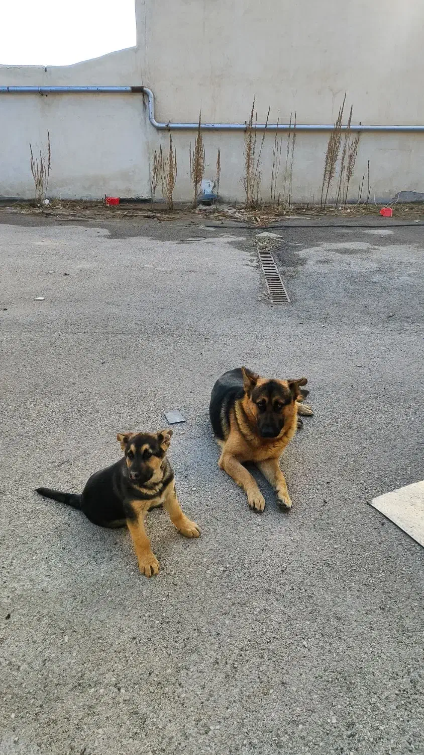 سگ ژرمن|سگ|اردبیل, |دیوار