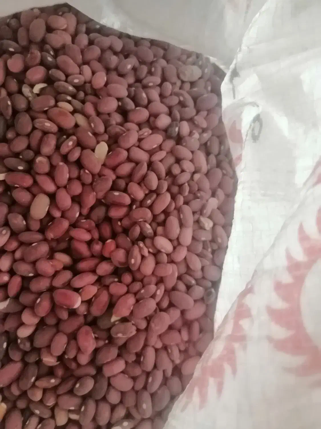 لوبیا قرمز  درجه یک به شرط|خوردنی و آشامیدنی|شیراز, رکن‌آباد|دیوار