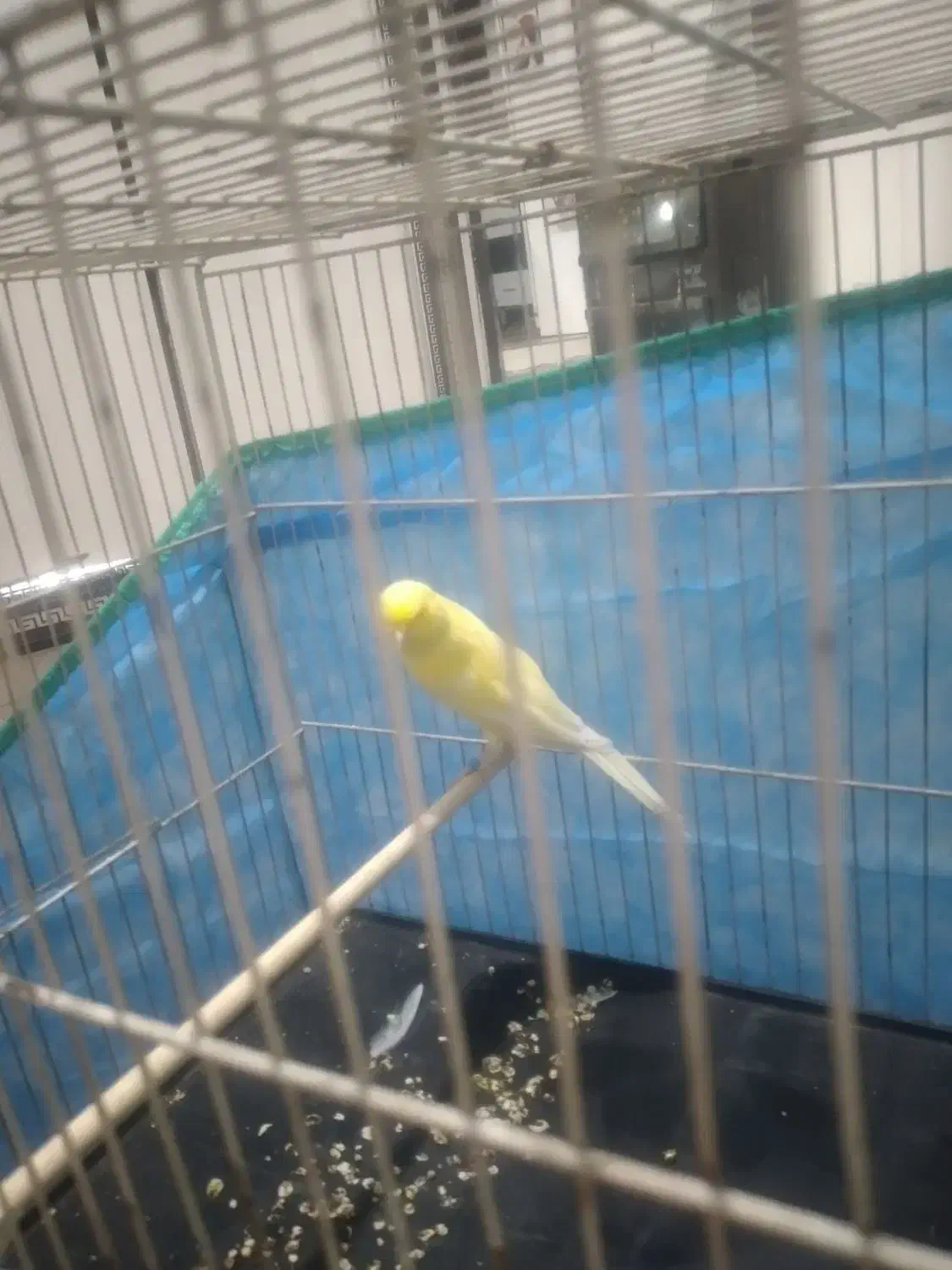 قناری بلند و کشیده بخون|پرنده|صباشهر, |دیوار