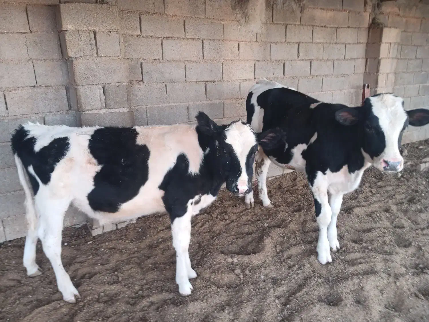 گوساله|حیوانات مزرعه|قاسمآباد (خواف), |دیوار