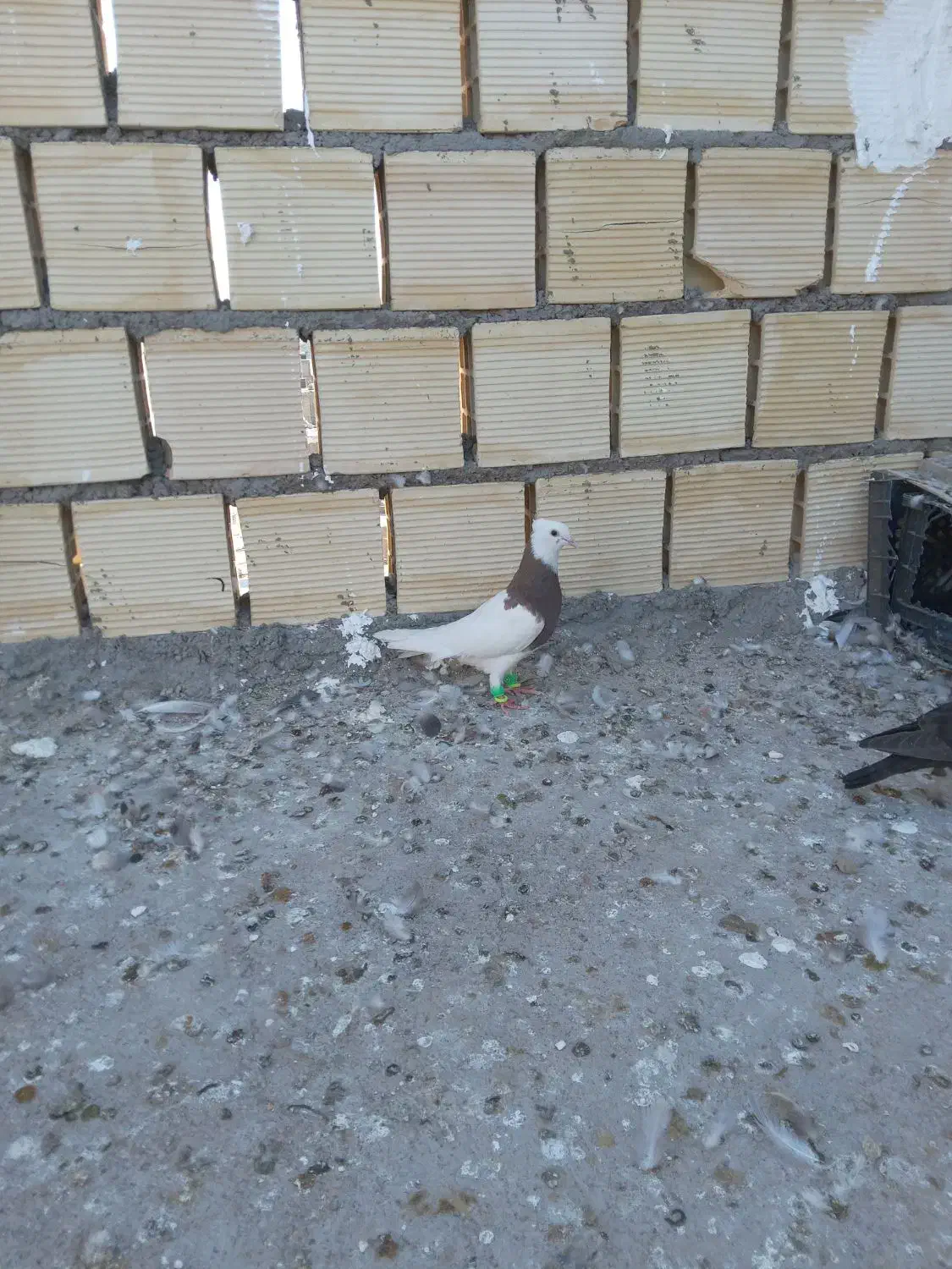 طوقی|پرنده|شوشتر, |دیوار