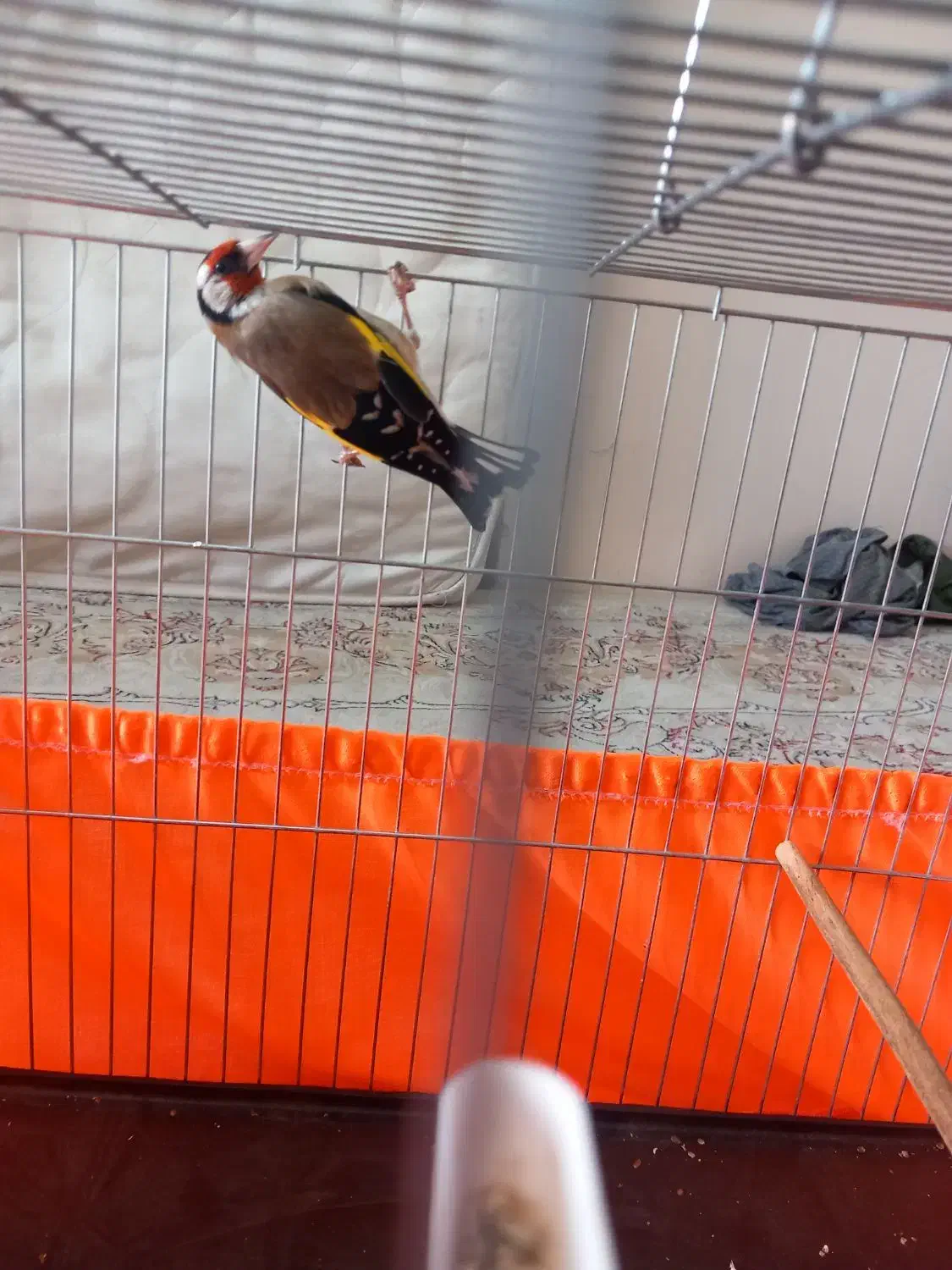 پرنده سهره|پرنده|ری, شهادت|دیوار