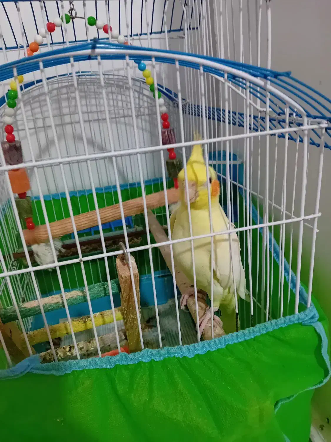 بخاطر خرید مرغ مینا|پرنده|رشت, لاکان|دیوار