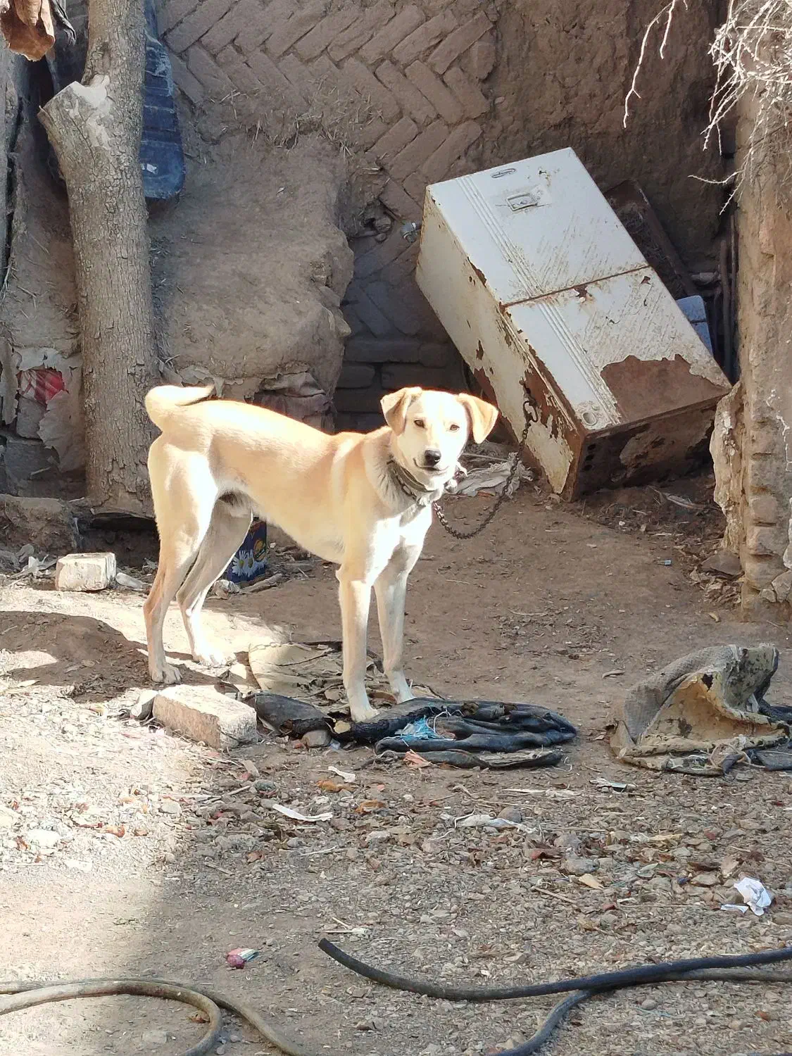 سگ نه بزرگ نه کوچک|سگ|جغتای, |دیوار