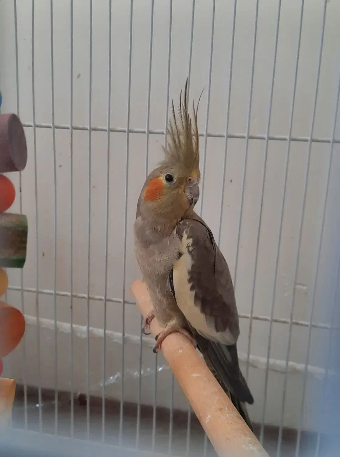 فروش عروس هلندی جفت، رام|پرنده|ساری, |دیوار