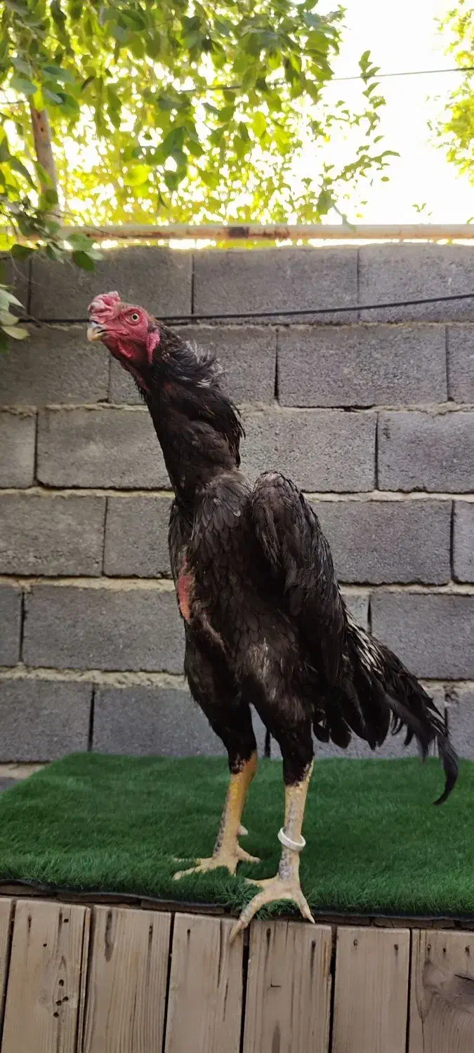 جوجه لاری اوشامو المانی|حیوانات مزرعه|کرمانشاه, |دیوار