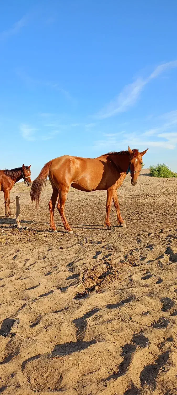 مادیون|اسب و تجهیزات اسبسواری|شوش, |دیوار