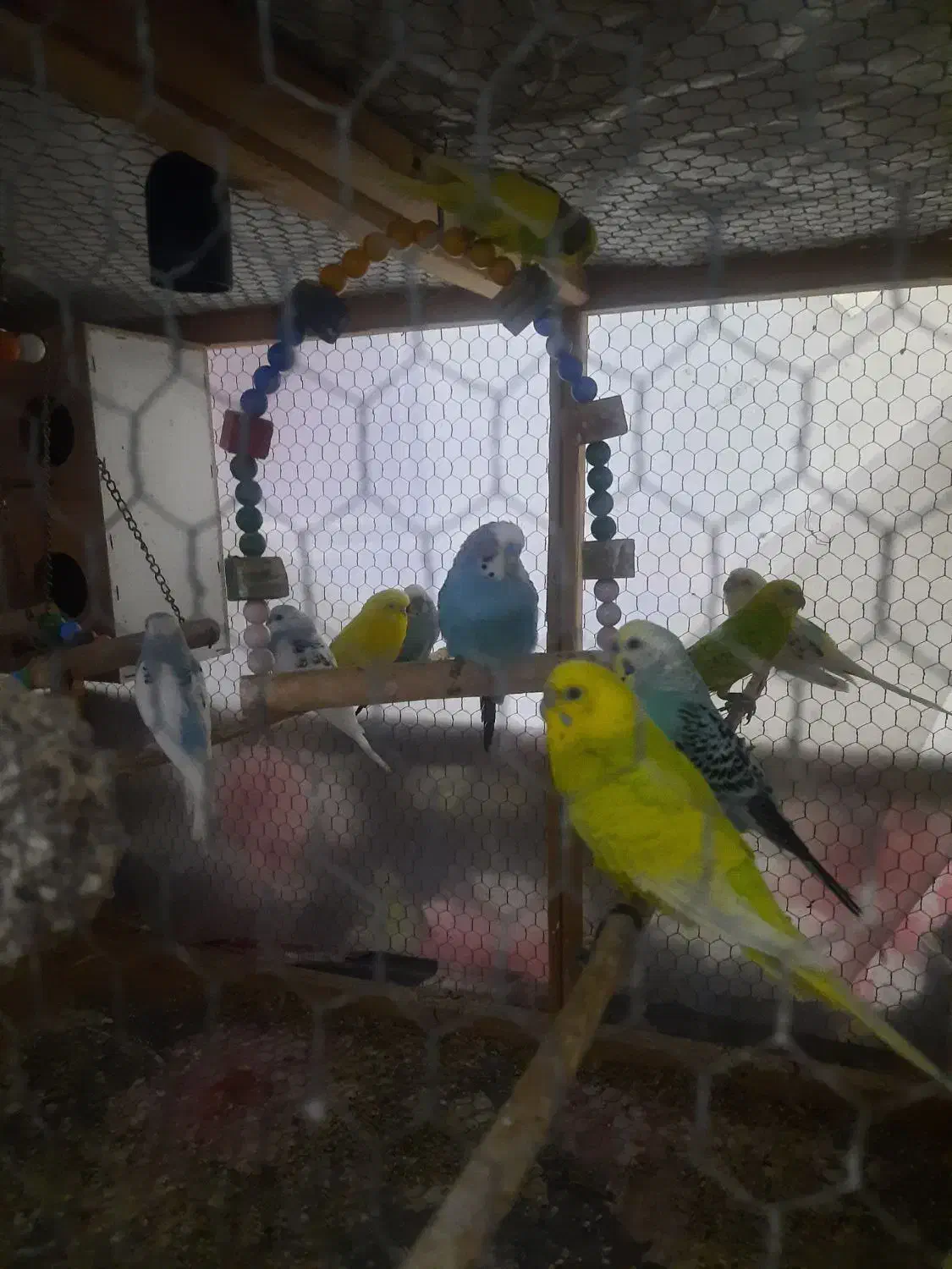 مرغ عشق های رنگابارنگ|پرنده|بابل, |دیوار