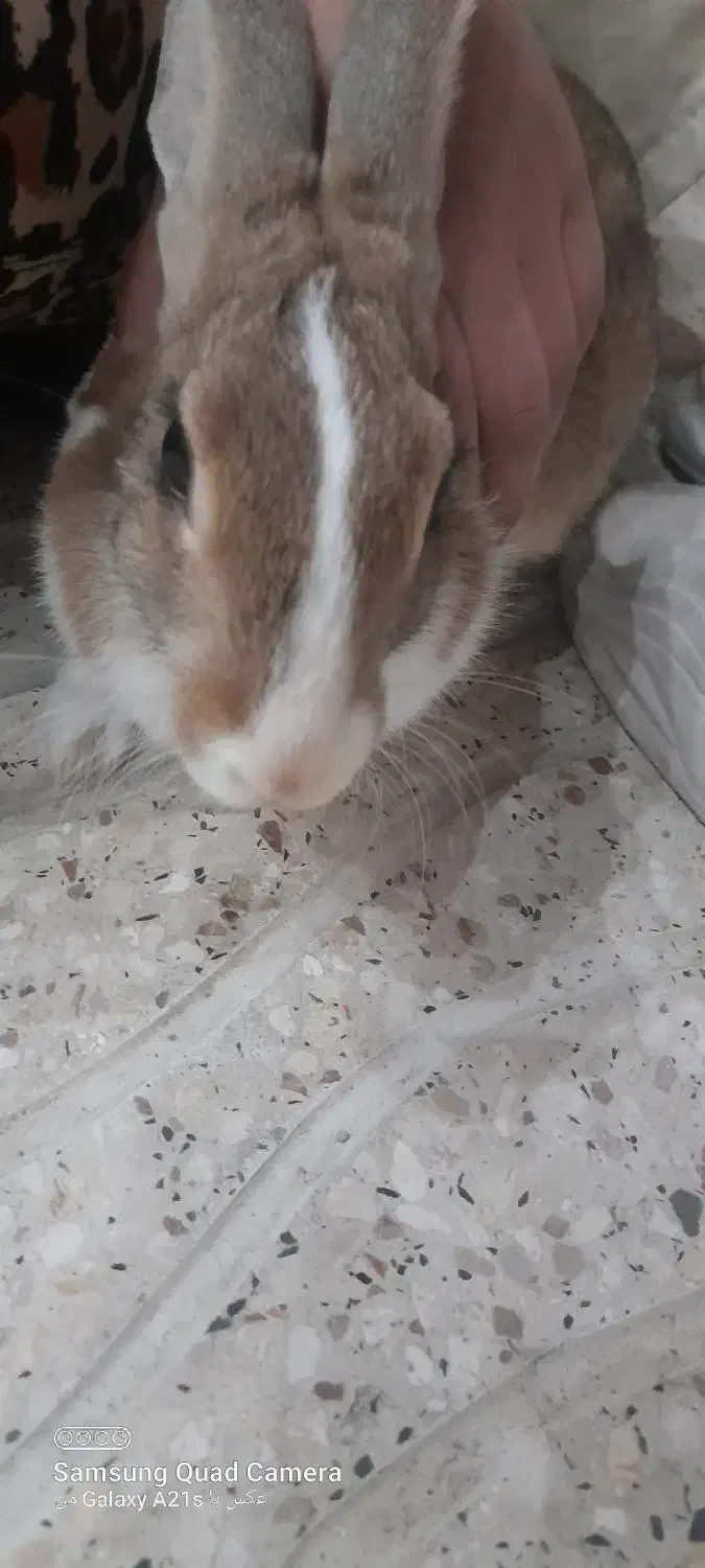 خرگوش ماده|موش و خرگوش|شیراز, ریاستی|دیوار