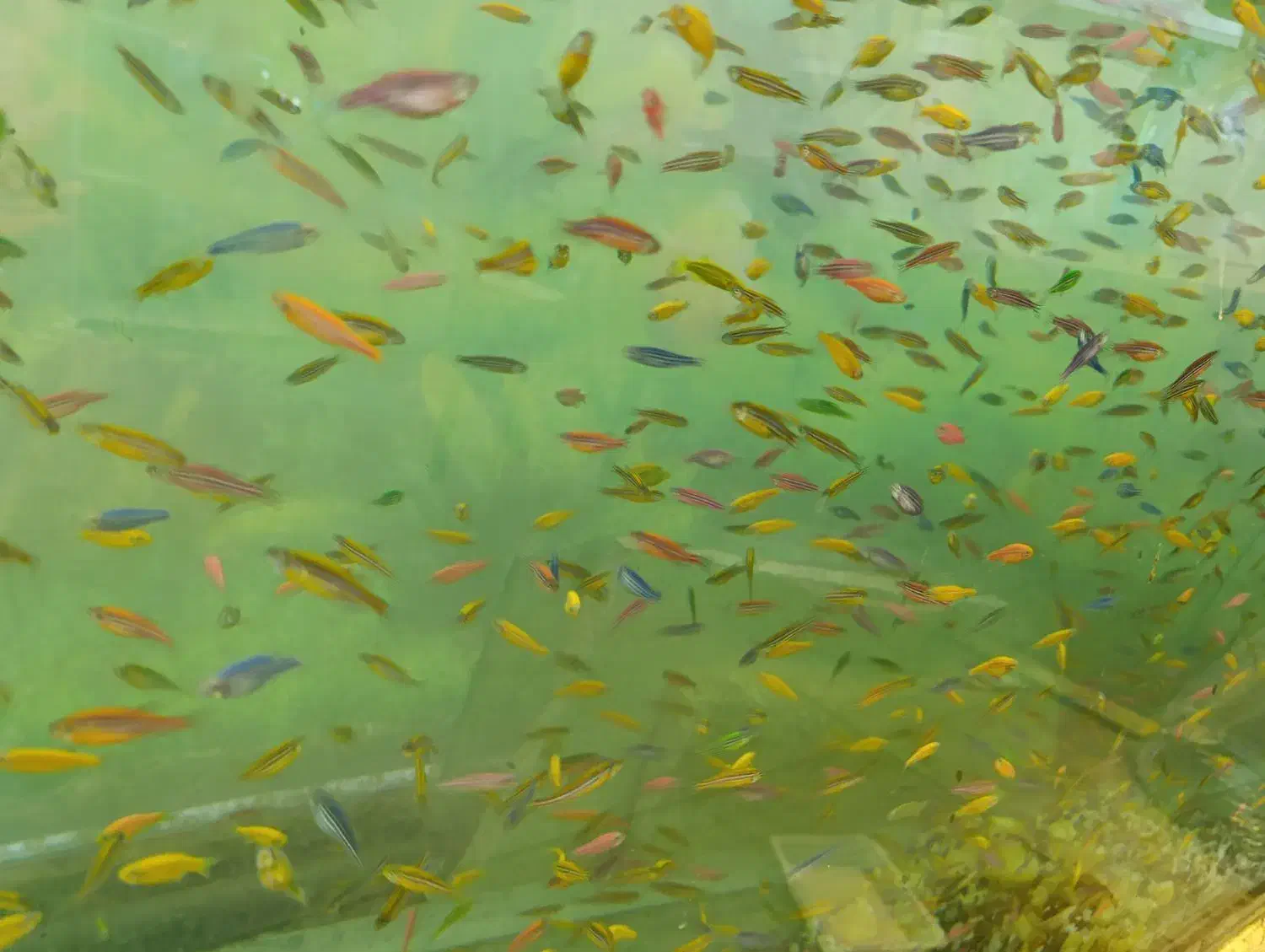 مرکز پخش ماهی رنگی|ماهی|اردبیل, |دیوار