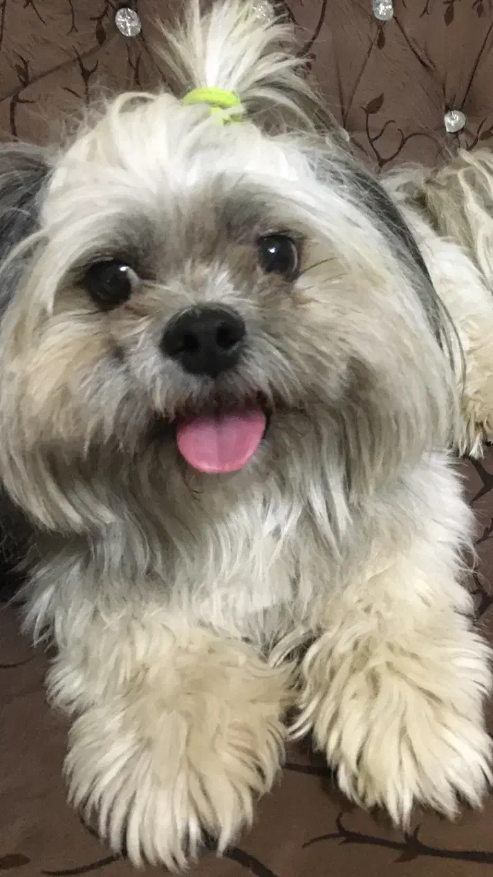 شیتزو|سگ|کرج, فاز ۲ مهرشهر|دیوار