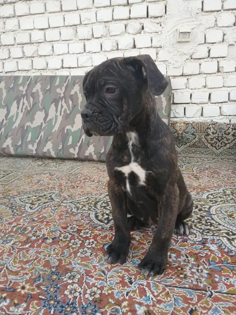 کنکورسو|سگ|اصفهان, کوی شهید کشوری|دیوار