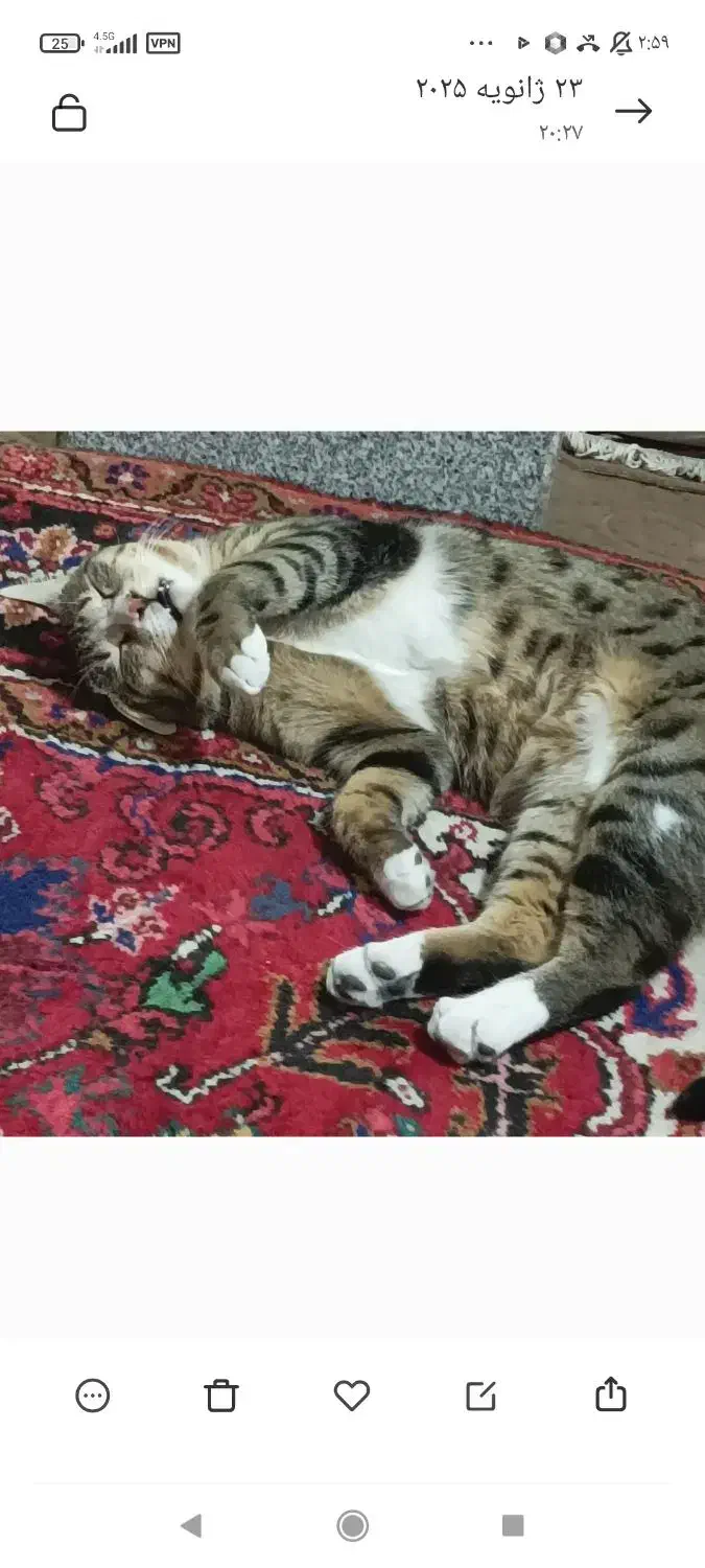 گمشده ، گربه پلنگی  ماده ، ۳ ساله|گربه|تبریز, |دیوار