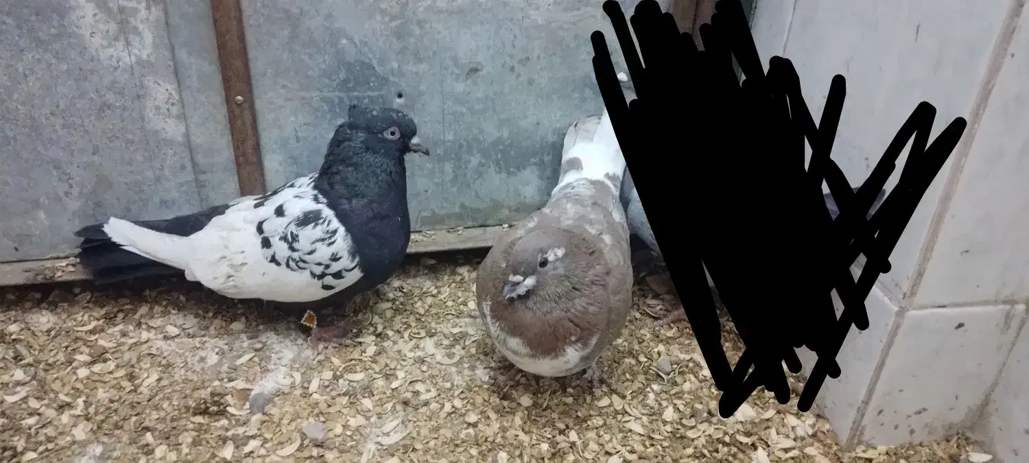 کفتر پرشی و جفتگاه|پرنده|مشهد, چاهشک|دیوار