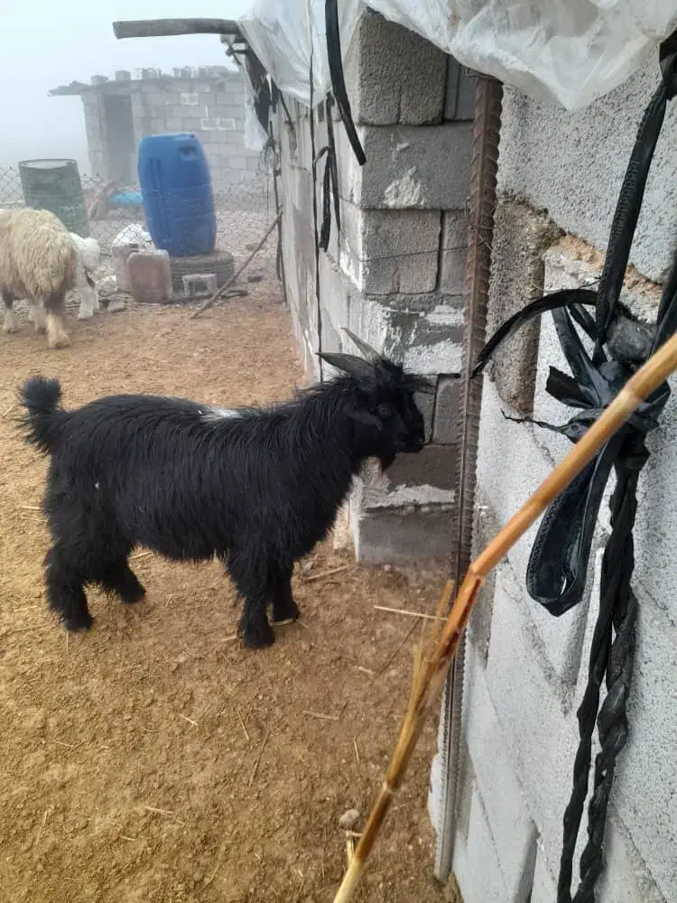 بزه نر|حیوانات مزرعه|شوشتر, |دیوار