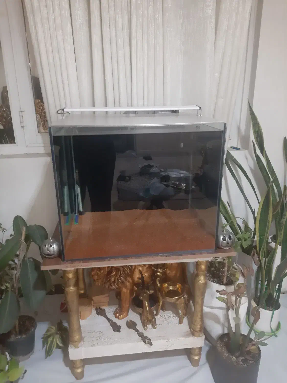 آکواریوم فروشی|ماهی|بندرعباس, |دیوار