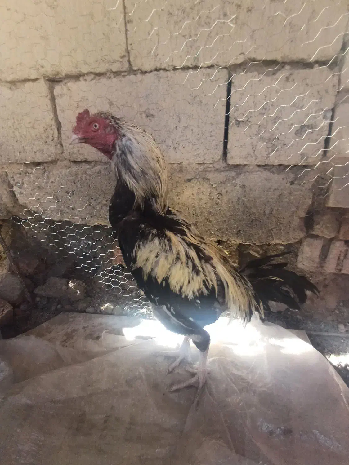 سیب معاوضه با۲جفت مرغ عشق|خوردنی و آشامیدنی|ایرانشهر, |دیوار