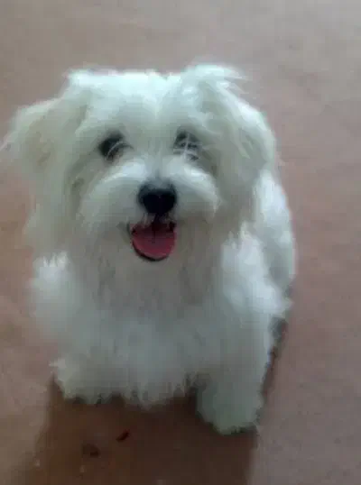 سگ شیتزو 6 ماهه|سگ|رشت, جهاد|دیوار