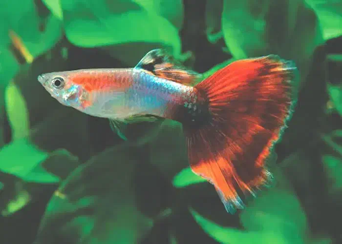 ماهی اکواریوم گوپی و دم شمشیری|ماهی|رشت, دیلمان|دیوار