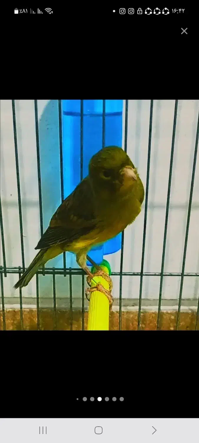 قناری|پرنده|داراب, |دیوار