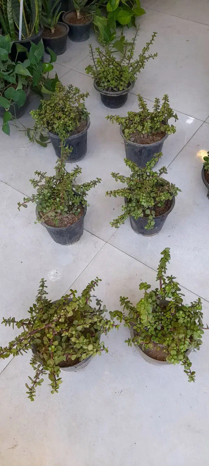 کراسولا خرفه ای گلدان سطل 4 فیکوس ببری|گل و گیاه طبیعی|قم, نیروگاه|دیوار