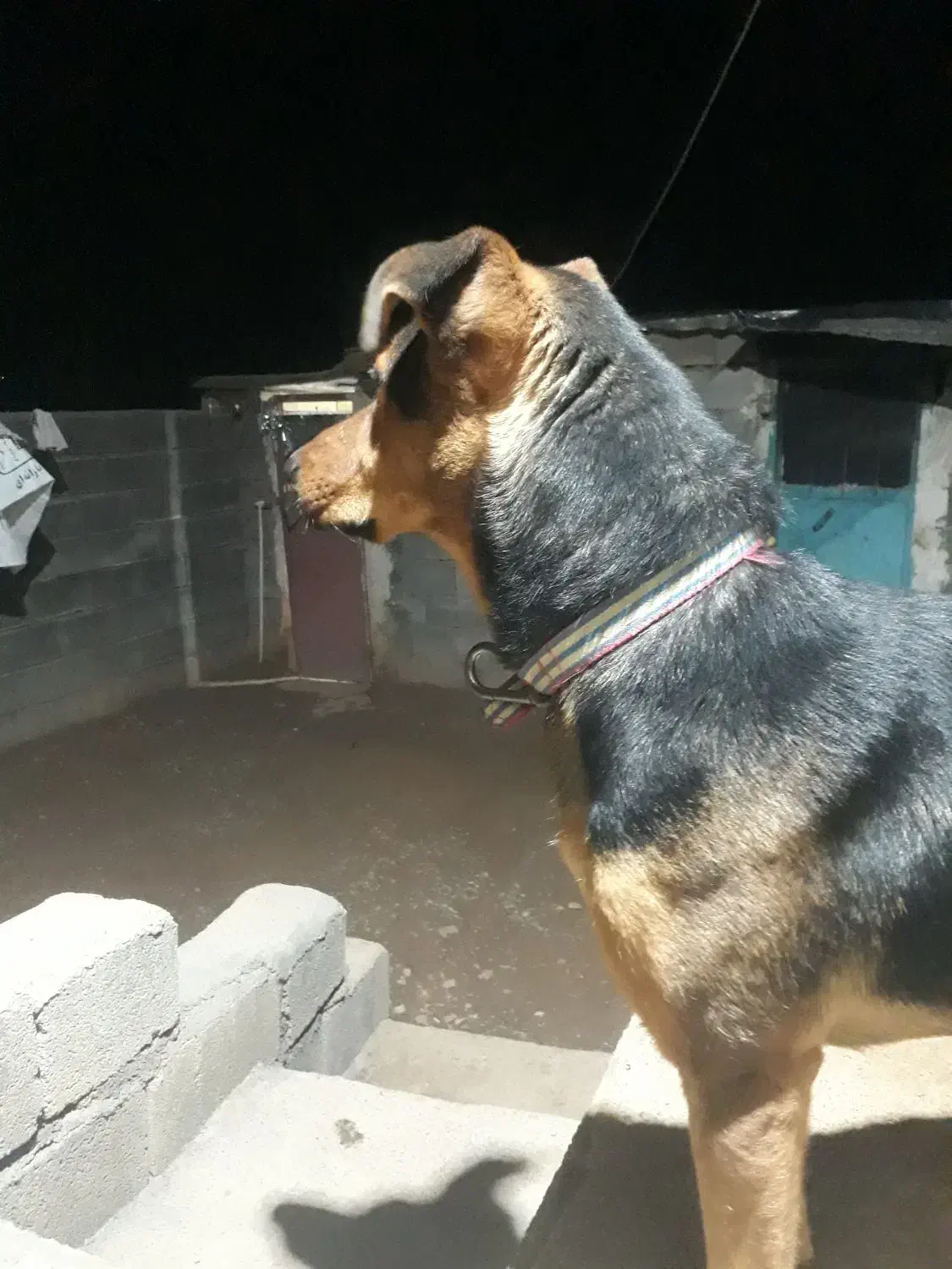 رکسی|سگ|کوزران, |دیوار