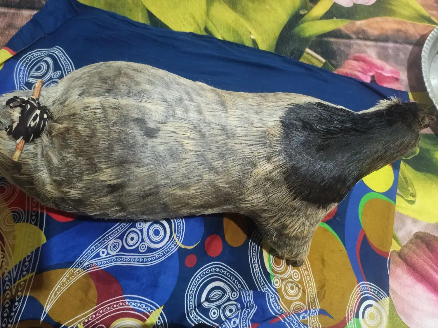 یک عددخیگ روغنی خوش رنگ|ظروف نگهدارنده، پلاستیکی، یک‌بارمصرف|شوشتر, |دیوار