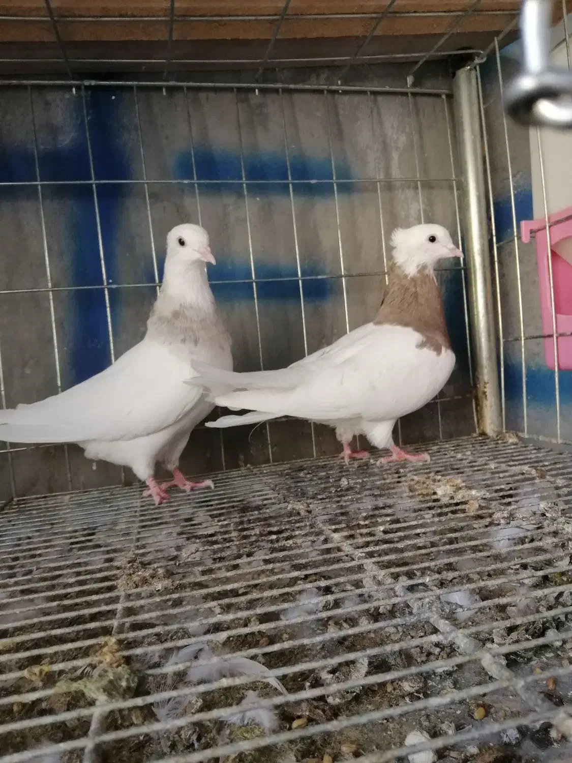 کبوتر طوقی|پرنده|ایوان, |دیوار