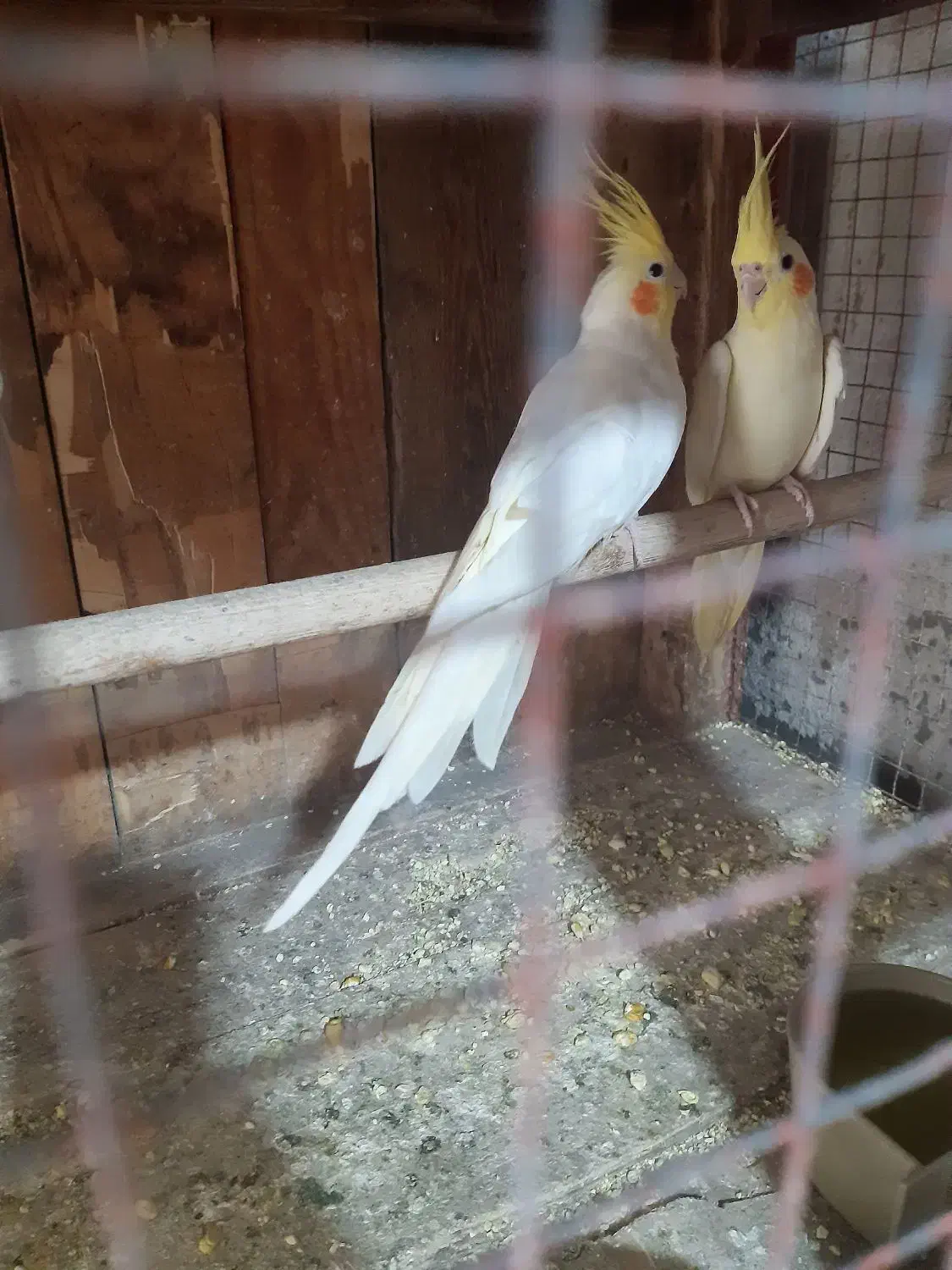 عروس هلندی و مرغ عشق|پرنده|کنارک, |دیوار