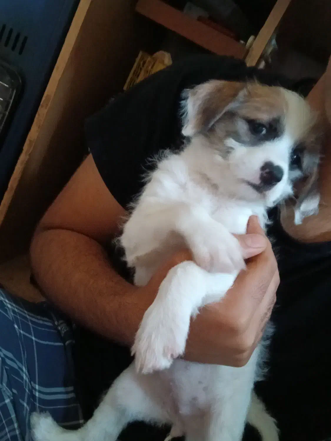 سگ تریر پا کوتا|سگ|اهواز, بیست متری شهدا|دیوار