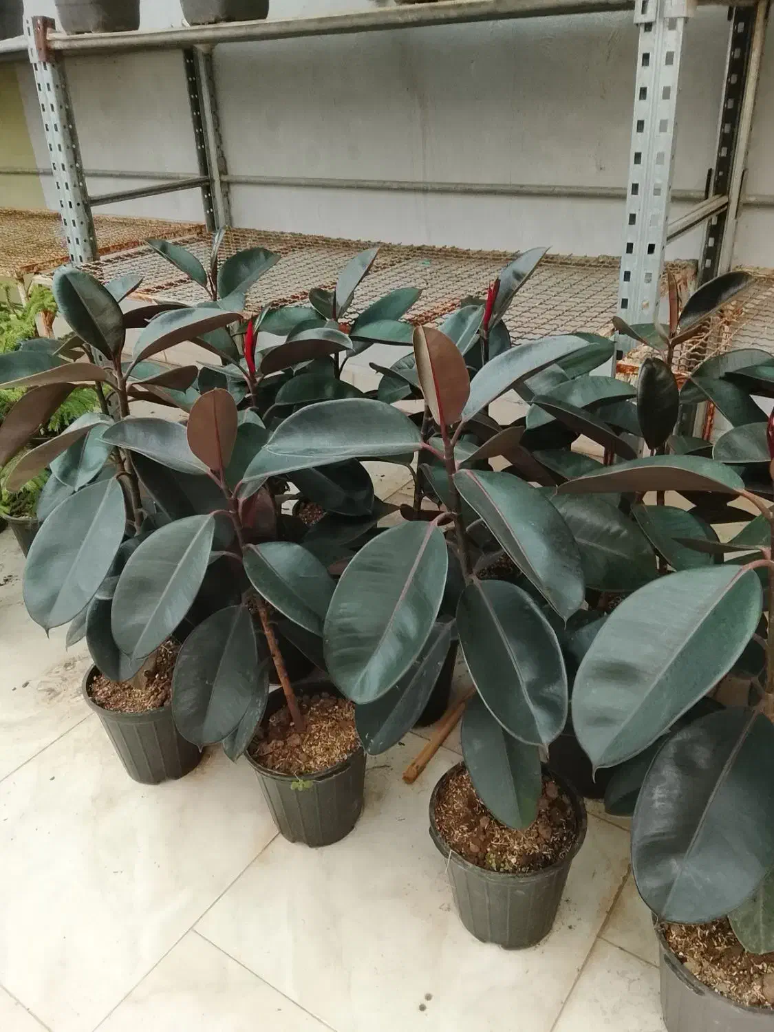 تعویض خاک گلدان در منزل  فروش گل و تحویل درب خانه|گل و گیاه طبیعی|مشهد, فرهنگیان (شهرک غرب)|دیوار