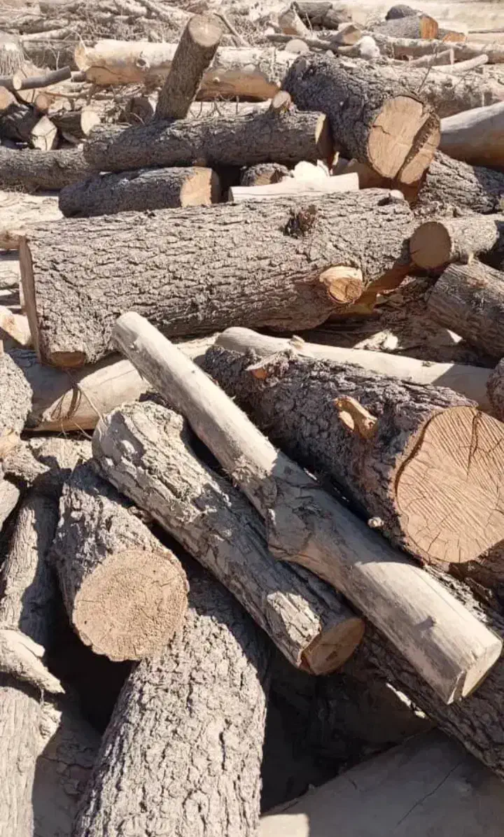 خرید چوب و قطع هر نوع درخت  (چوبوری)|خدمات باغبانی و درختکاری|هشتگرد, قاسم آباد بزرگ|دیوار
